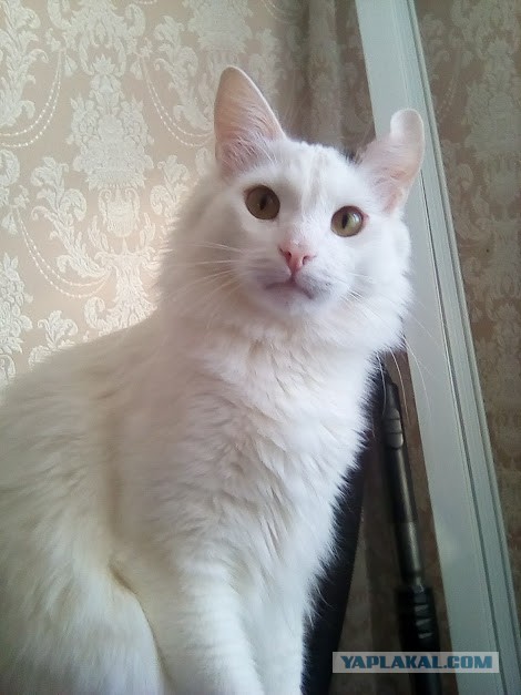 Котовторник 19.02.2019