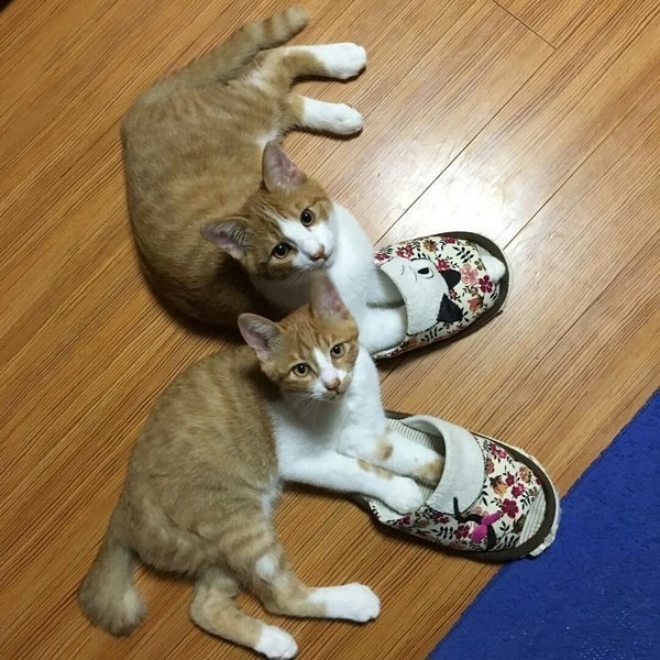 Забавные фото котеек