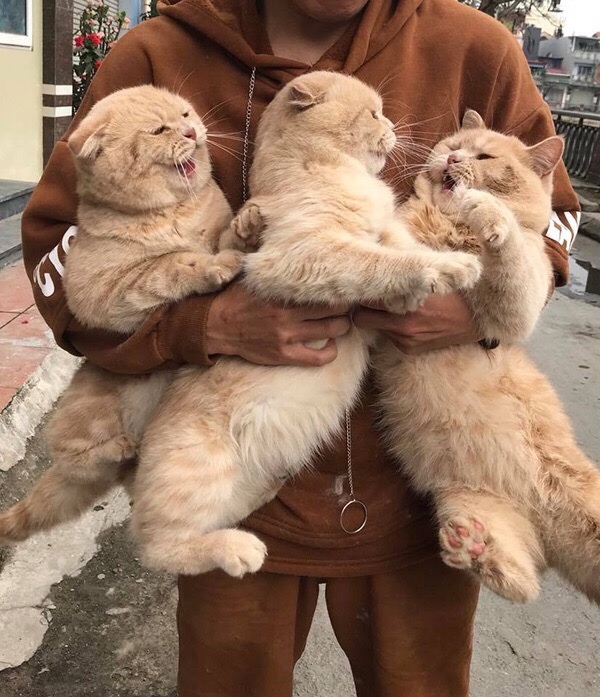 Забавные фото котеек