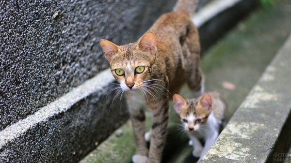 Забавные фото котеек