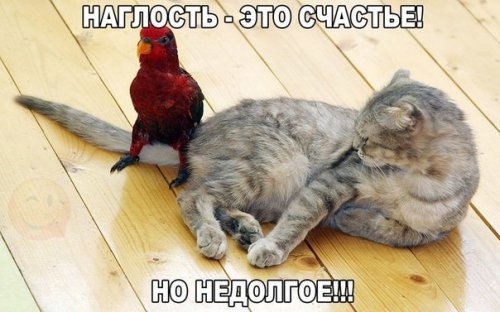 Немного картинок с надписями и без - 30