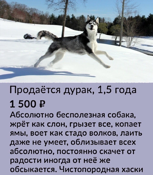 Прикольные картинки и фото с надписями и коментами
