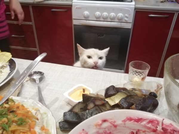 Забавные животные