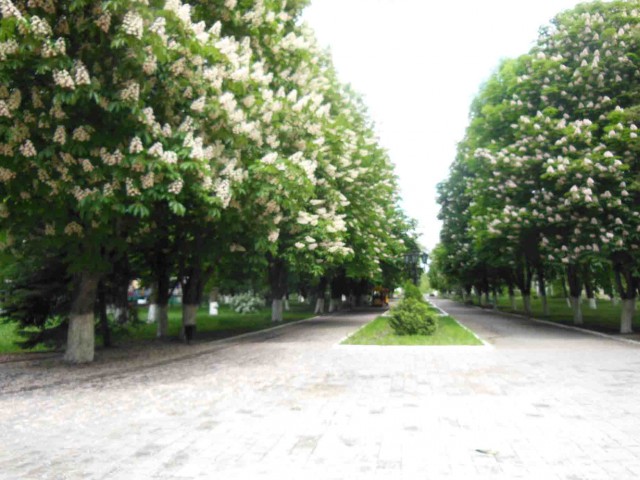 ЯП России представляет. Представьте и вы