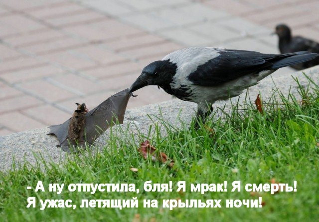 Всякая всячина