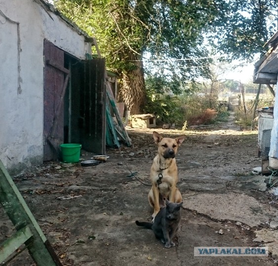 Фотографии, которые доказывают, что кошки самые большие сволочи