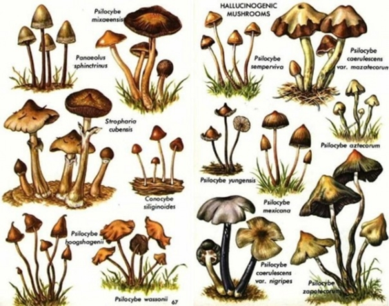 Когда грибы были большими и добрыми