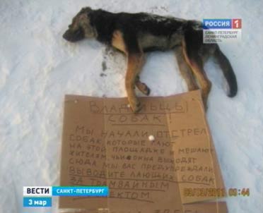 Собачьи стаи в центре города