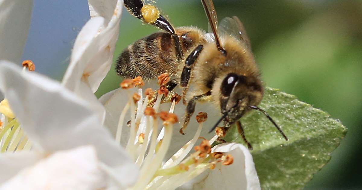 Какие пчелы превращают нектар в мед. Пчела собирает нектар. Пчелята собирают нектар. Пчела с нектаром. Плела собирает нектар.