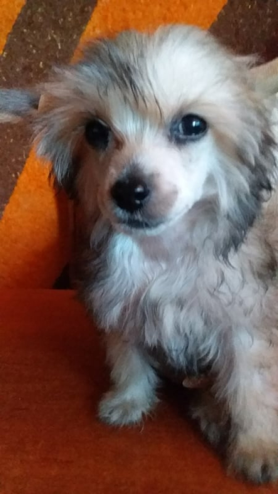 Кошка Маха и собачка Жужа с города Парижу