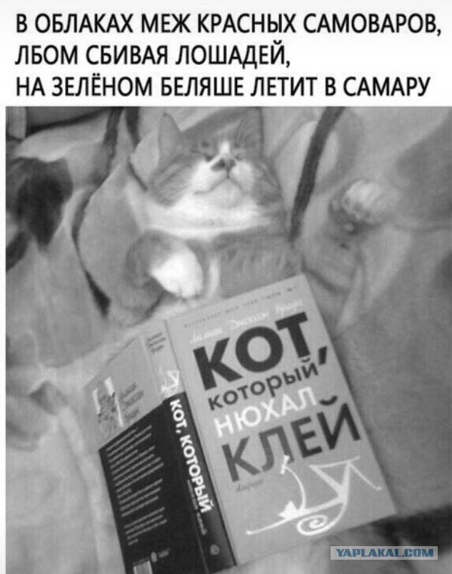 И снился коту сон