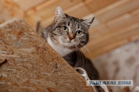 кошка Муся  ищет дом в Москве