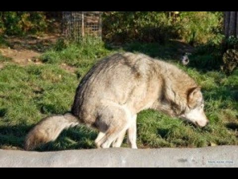 Турель против кур