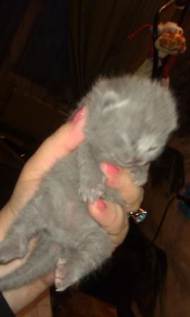 Котовторник  19.03.2013