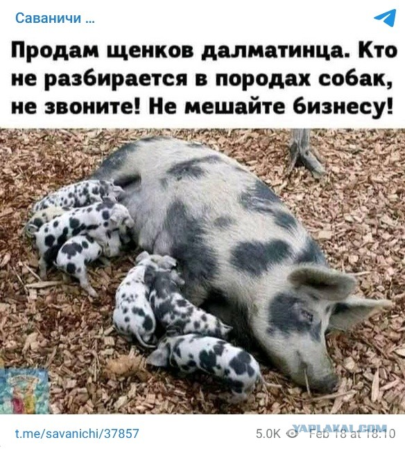 Мурино, Собачатница