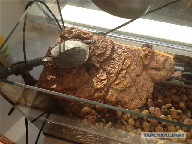 Черепашкин дом (22 фото).