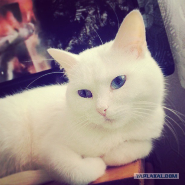 Котовторник 23.04.2013
