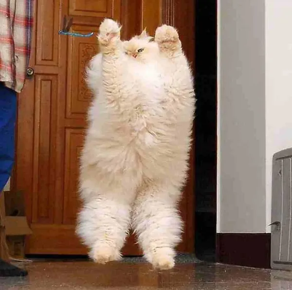 ФотоВинегрет
