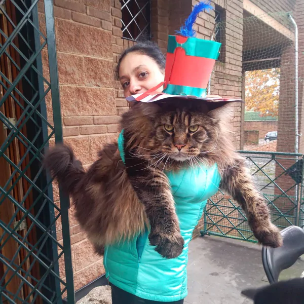 Как выглядит самый большой кот в мире