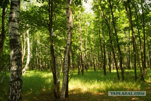 Лисички маринованные, Запасаюсь на зиму