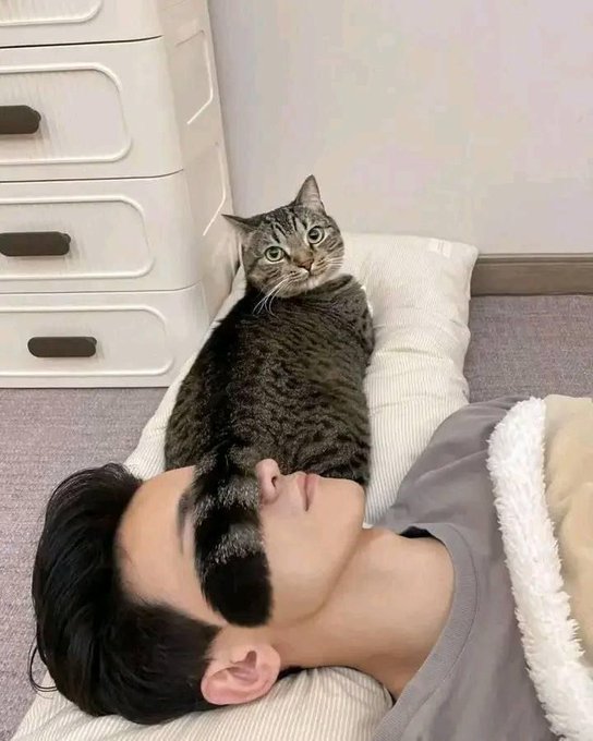 Это что, котовторник?