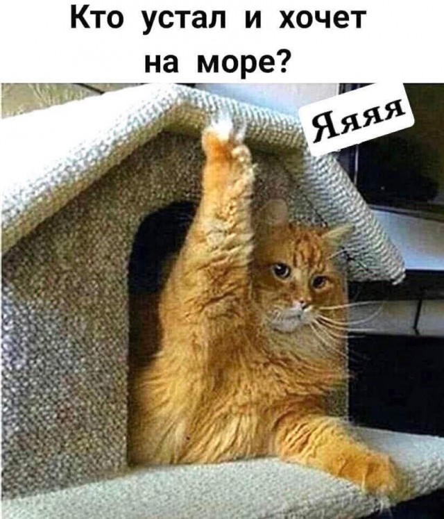 К котовторнику: подборка картинок-баянов с котиками и про котиков. Выпуск 13