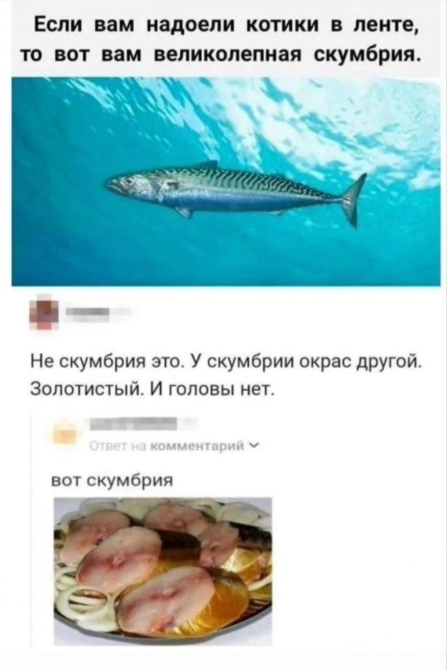 Картинки для деградации 295 (разной степени свежести)