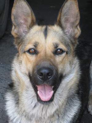 Домашние животные: тогда и сейчас