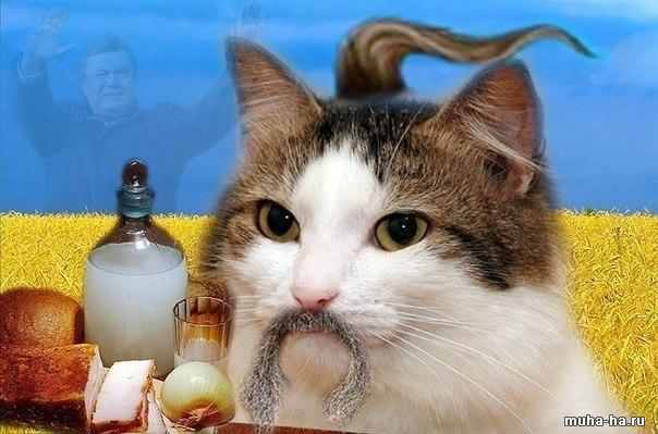 Кот-предсказатель озвучил результаты матча