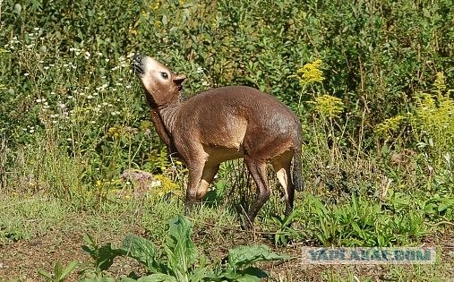 Почему птицы не любят Дарвина