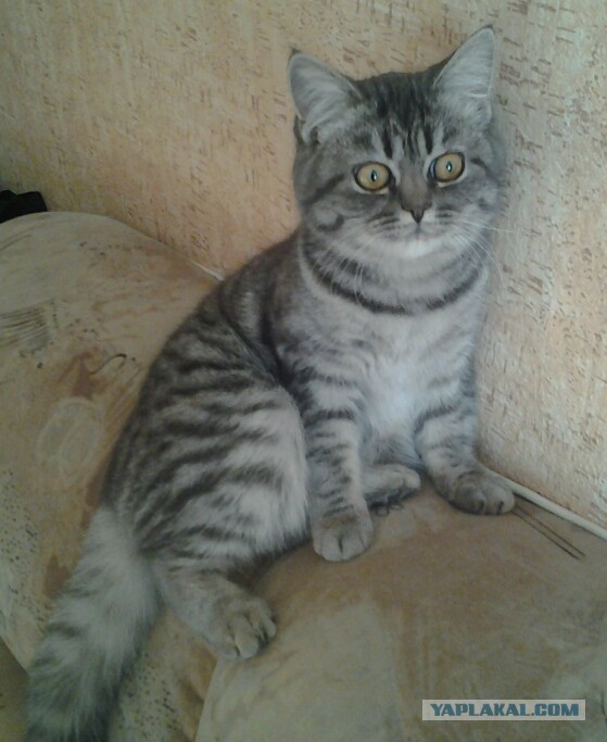 Котовторник 6.05.2014
