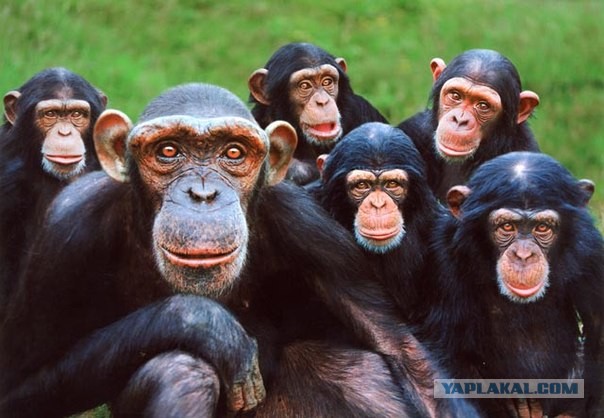 Стрельба террористами из СПГ-9 [+18]