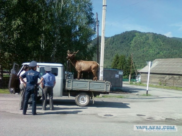 Осел похитил инспектора гаи