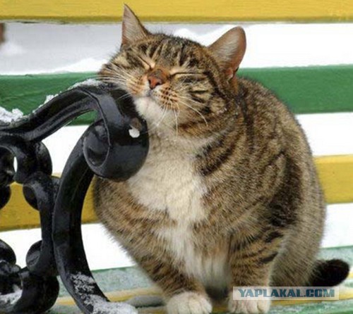 Неожиданная которыбалка