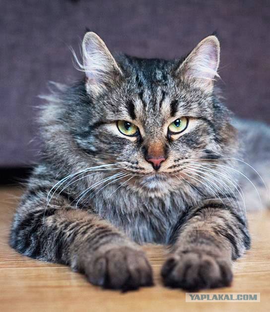 Котовторник