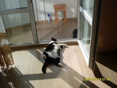Котовторник