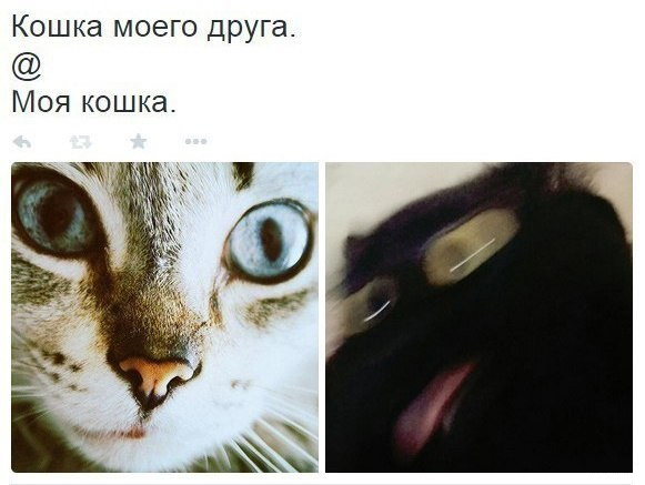 Забавные картинки из Сети