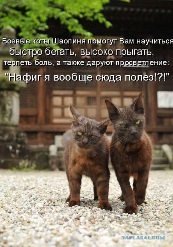 Мешанина прикольных картинок из сети