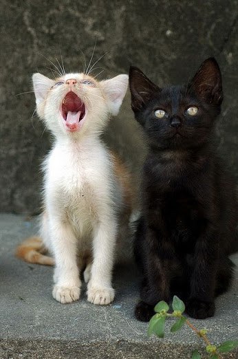 Котэподборка