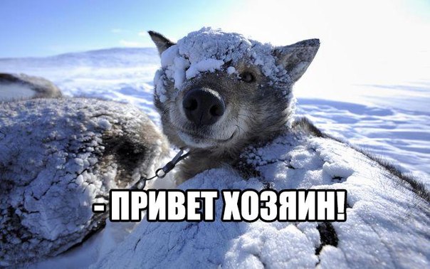 Картинки и демотиваторы