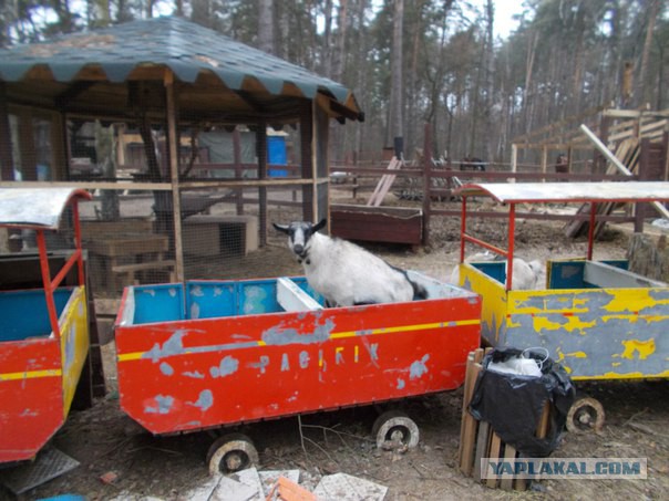 Прогулка с волками