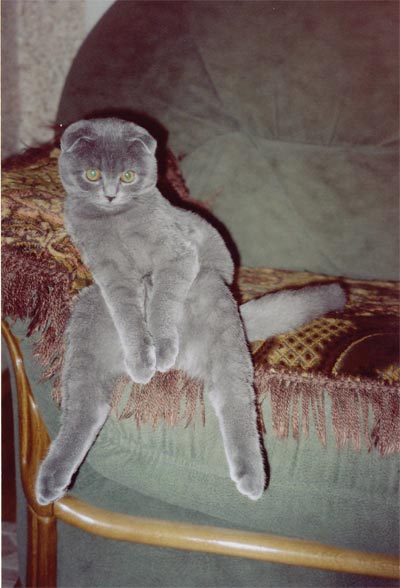 Коты, кошки, котята