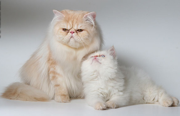 Коты, кошки, котята
