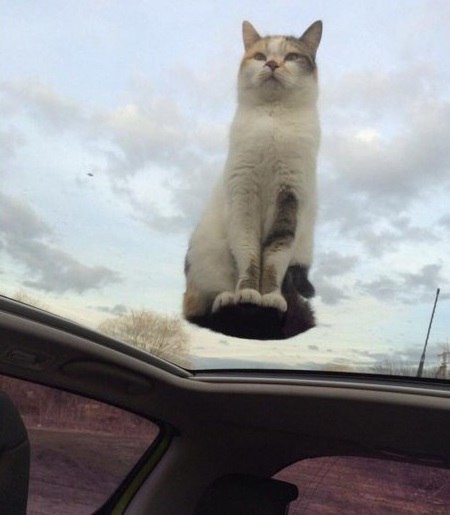 Картинки из Интернетов