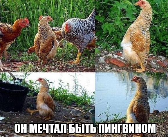 Ассорти картинок из сети