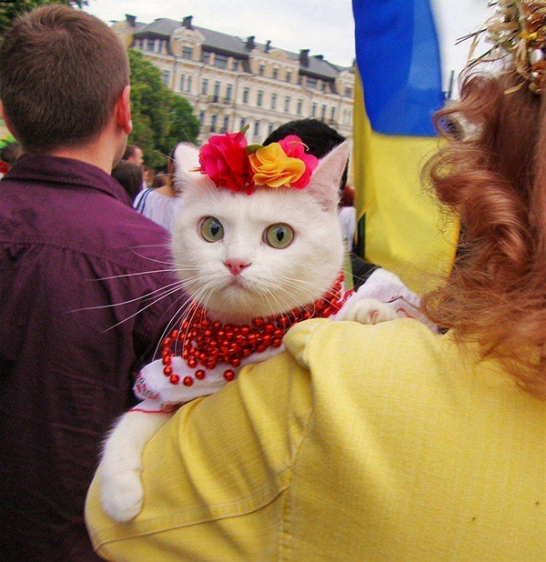 Коты из сети