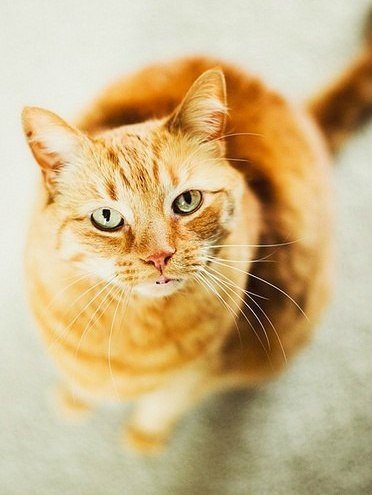 Коты из сети