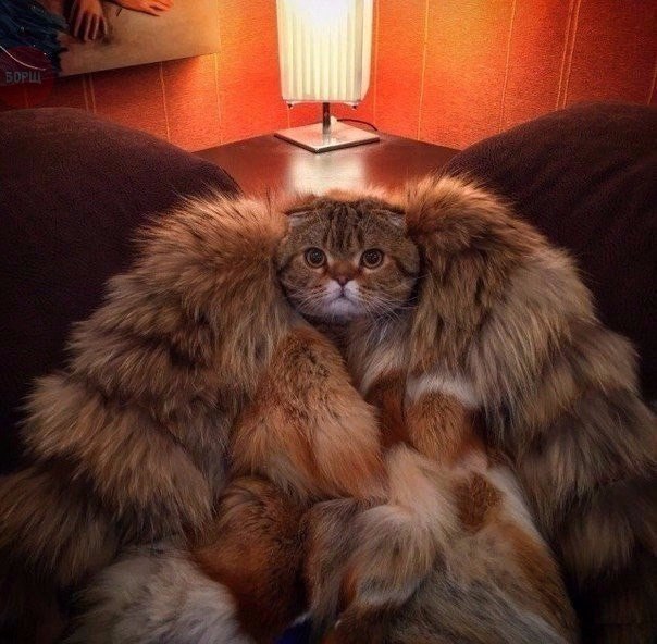 Коты из сети