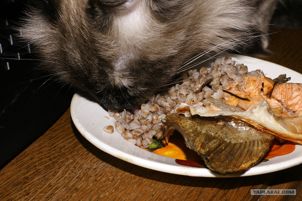 Корм для кошек с гречкой. Кот ест гречку. Кошка и гречка. Кот ест гречку. Котик с едой.