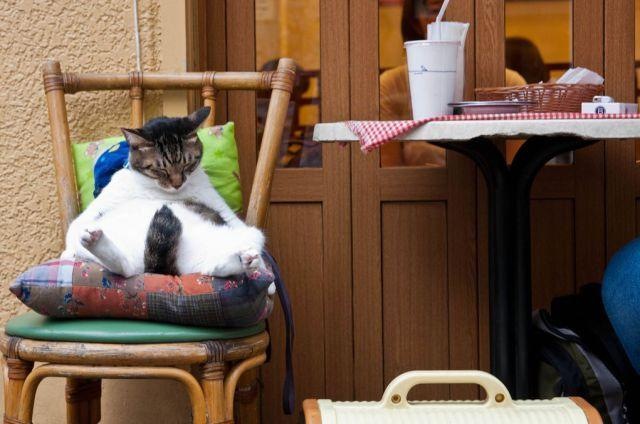 Коты и Кошки